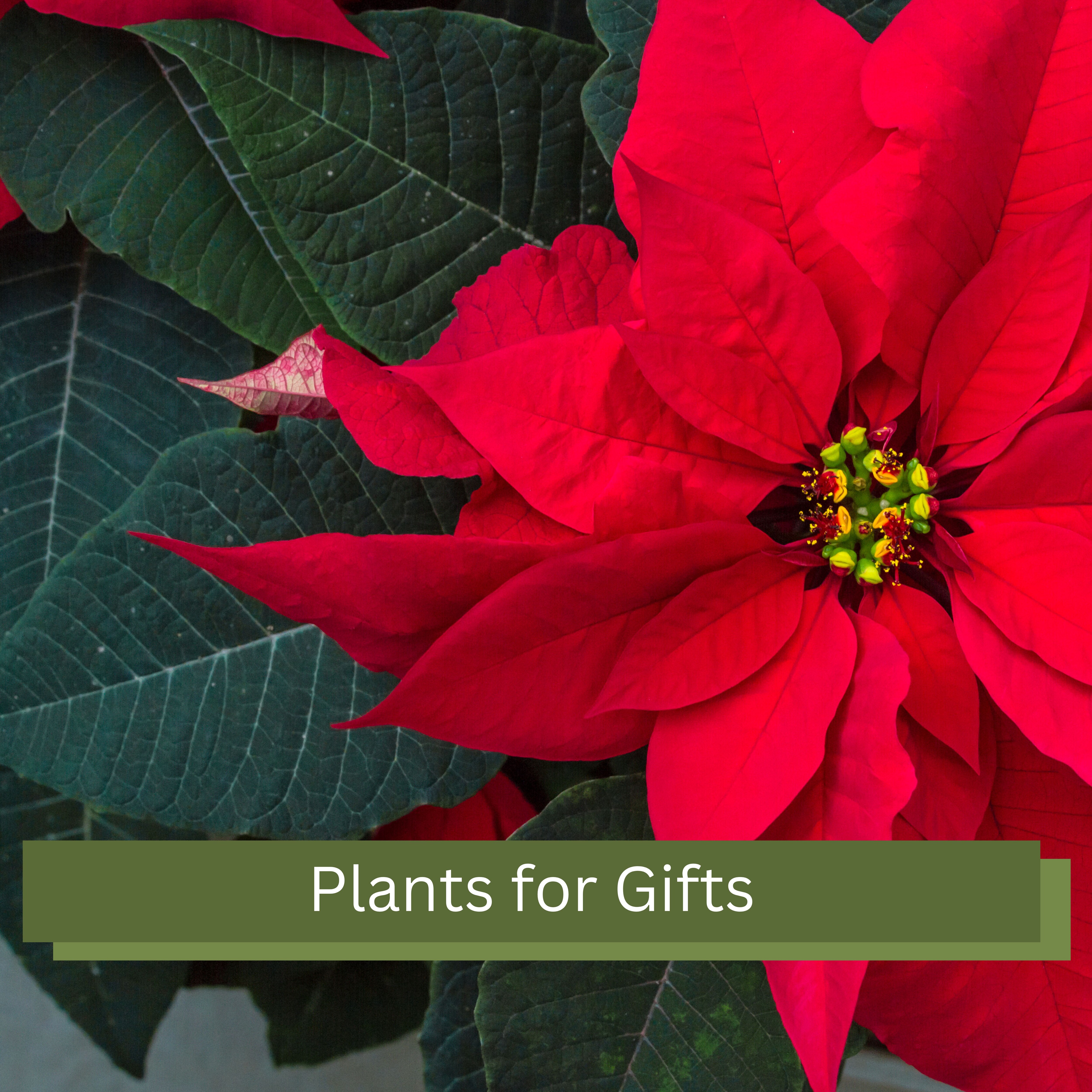 Plants for Gifts, Order Here